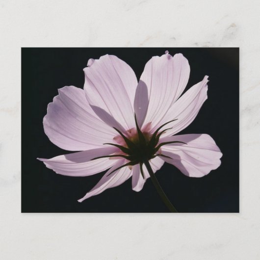 Carte postale Lilac Cosmea (Devant)