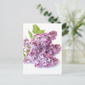 Carte Postale Lilac fleurit (Debout devant)