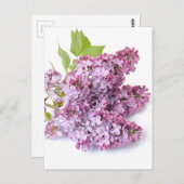 Carte Postale Lilac fleurit (Devant / Derrière)