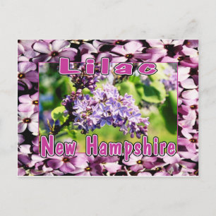 Carte Postale Lilac - La Fleur d'État NH