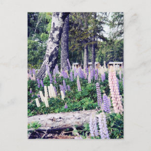 Carte Postale Lilac Lupins rose violet Nouvelle-Zélande Photog