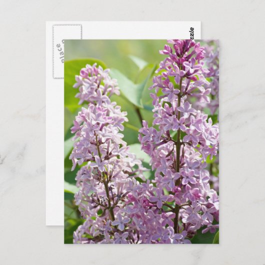 Carte postale Lilac P5390 (Devant / Derrière)