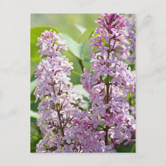 Carte postale Lilac P5390