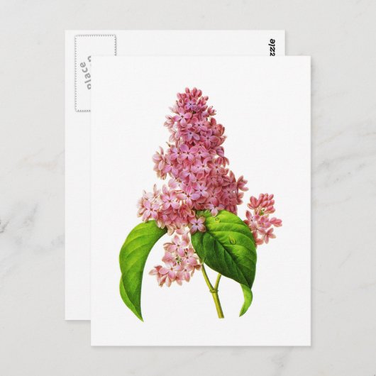 Carte Postale Lilac par Pierre Joseph Redoute (Devant / Derrière)