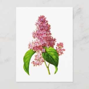 Carte Postale Lilac par Pierre Joseph Redoute