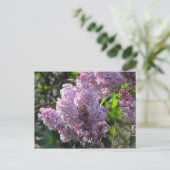 Carte Postale Lilac pourpre (Debout devant)