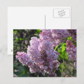 Carte Postale Lilac pourpre (Devant / Derrière)