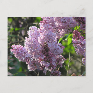 Carte Postale Lilac pourpre