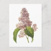 Carte Postale lilac (Syringa sp.) par Redouté (Devant)