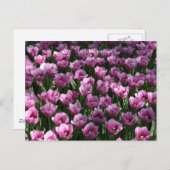 Carte Postale Lilac Tulips (Devant / Derrière)