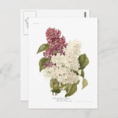 Carte Postale Lilacs (Devant / Derrière)