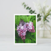 Carte postale Lilacs (Debout devant)