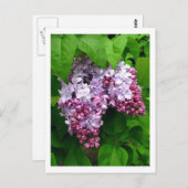 Carte postale Lilacs (Devant / Derrière)