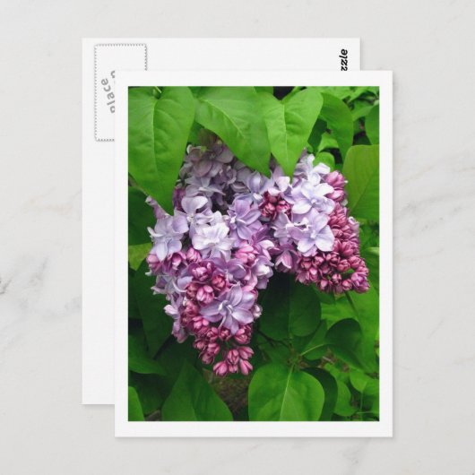 Carte postale Lilacs (Devant / Derrière)