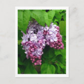 Carte postale Lilacs (Devant)