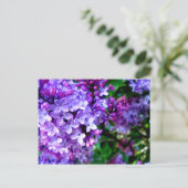 Carte Postale Lilacs (Debout devant)