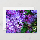 Carte Postale Lilacs (Devant / Derrière)