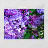 Carte Postale Lilacs (Devant)