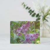 Carte Postale Lilacs (Debout devant)