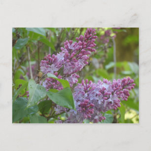 Carte Postale Lilacs