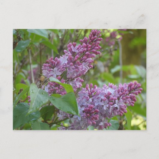 Carte Postale Lilacs (Devant)