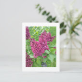Carte Postale Lilacs au printemps (Debout devant)