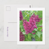 Carte Postale Lilacs au printemps (Devant / Derrière)