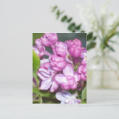 Carte Postale Lilacs en Oregon (Debout devant)