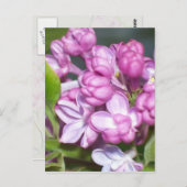 Carte Postale Lilacs en Oregon (Devant / Derrière)