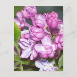 Carte Postale Lilacs en Oregon