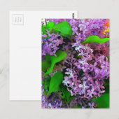 Carte Postale Lilacs peintres (Devant / Derrière)