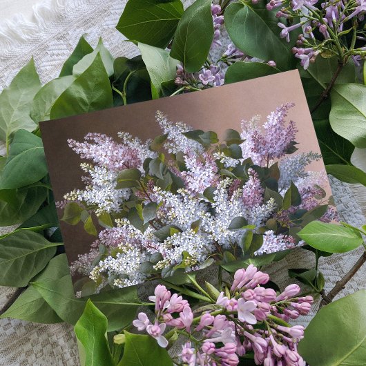 Carte Postale Lilacs vintages