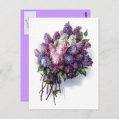 Carte Postale Lilacs vintages (Devant / Derrière)