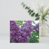 Carte postale Lilacs violet (Debout devant)