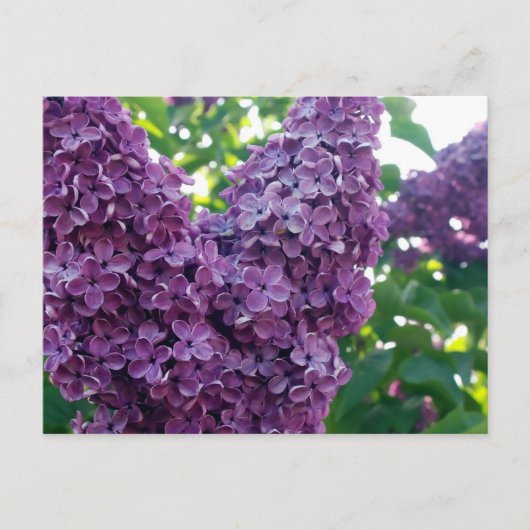 Carte postale Lilacs violet (Devant)