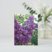 Carte postale Lilacs violet (Debout devant)