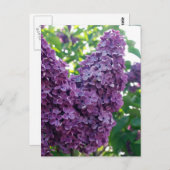 Carte postale Lilacs violet (Devant / Derrière)