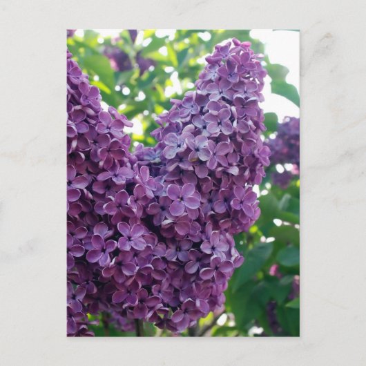 Carte postale Lilacs violet (Devant)