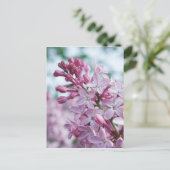 Carte Postale Lilas assez pourpres (Debout devant)