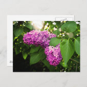 Carte Postale Lilas au soleil (Devant / Derrière)