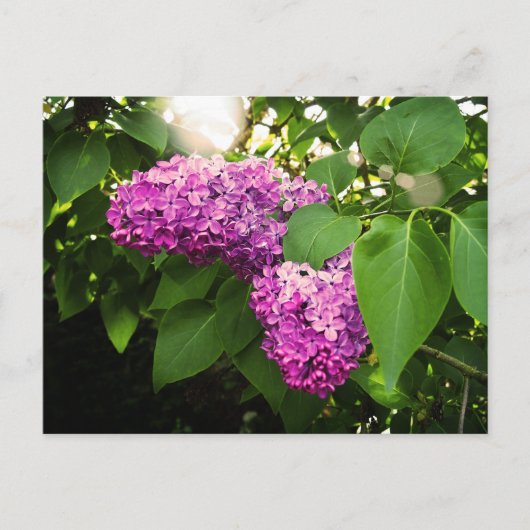 Carte Postale Lilas au soleil (Devant)