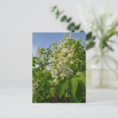 Carte Postale Lilas blancs en fleurs (Debout devant)