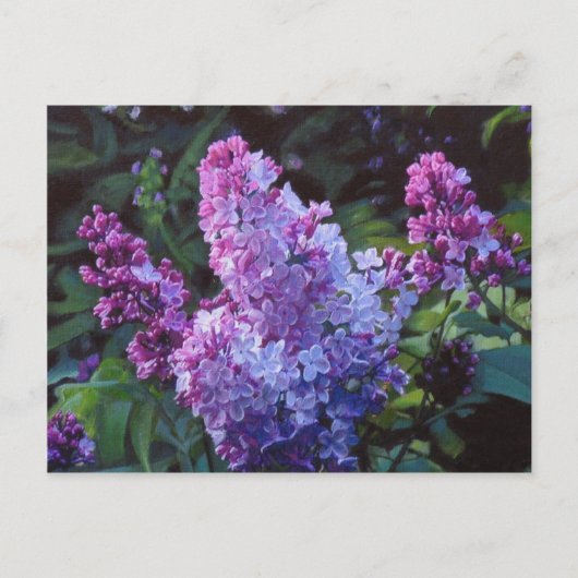 Carte Postale Lilas de Lavendar (Devant)