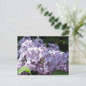 Carte Postale Lilas en pleine floraison (Debout devant)