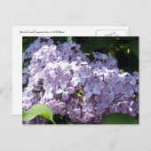 Carte Postale Lilas en pleine floraison (Devant / Derrière)