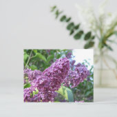 carte postale lilas pourpre (Debout devant)