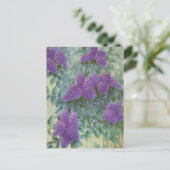 Carte Postale Lilas pourpre de Cargill, 1937 (Debout devant)