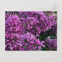 lilas rose violet | photo florale rose romantique
