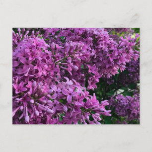 Carte Postale lilas rose violet photo florale rose romantique