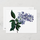 Carte Postale Lilas vintage (Devant / Derrière)